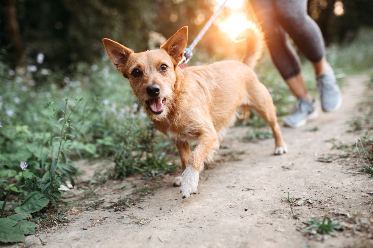 Reasons to Hire a Dog Walker
