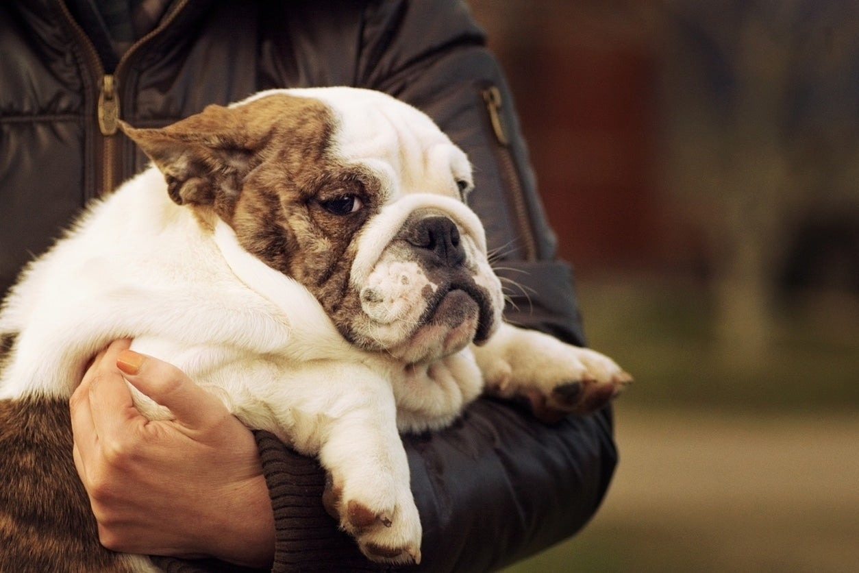 What is the Average Dog Weight?