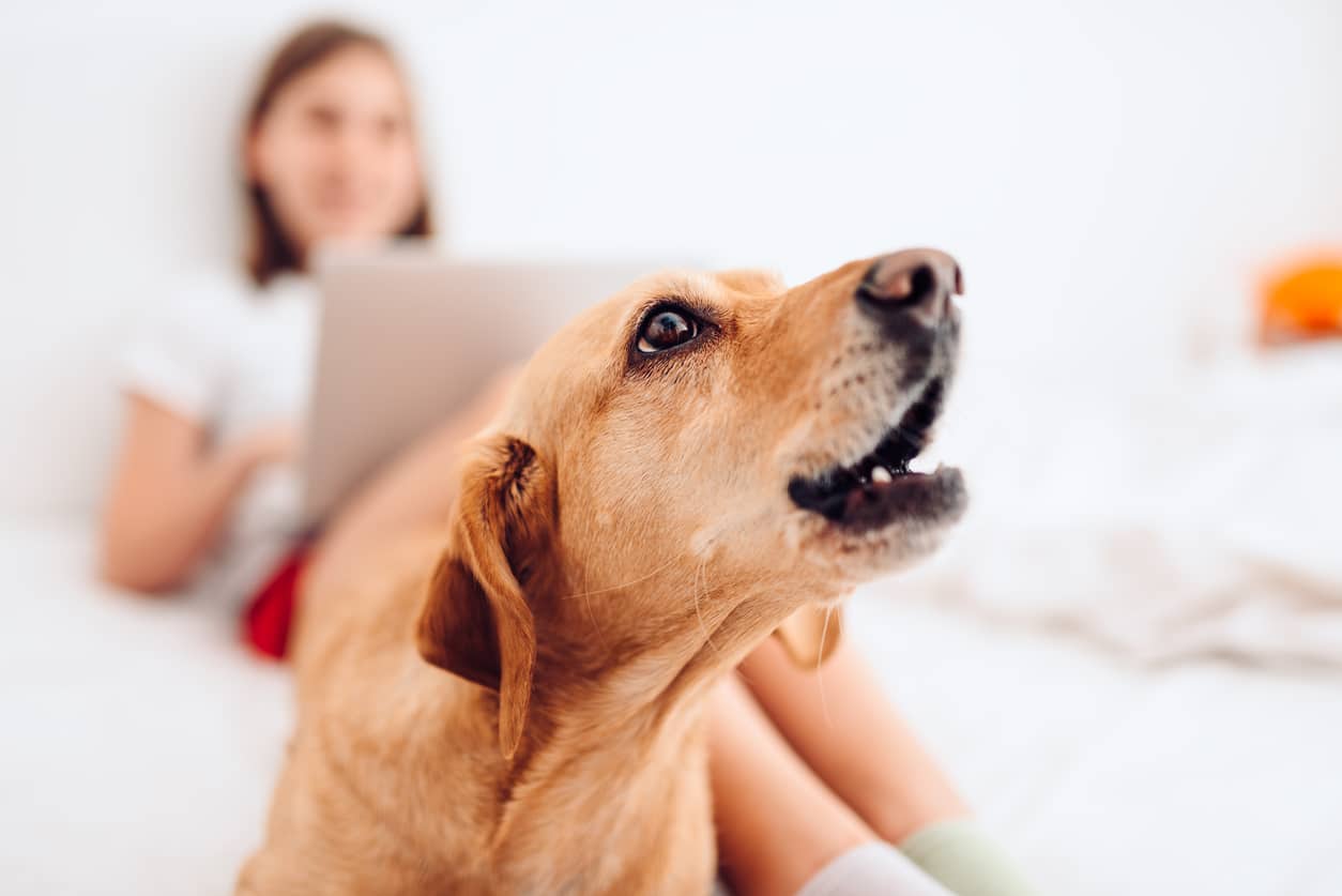 5 Common Reasons Why Your Dog Won’t Stop Barking