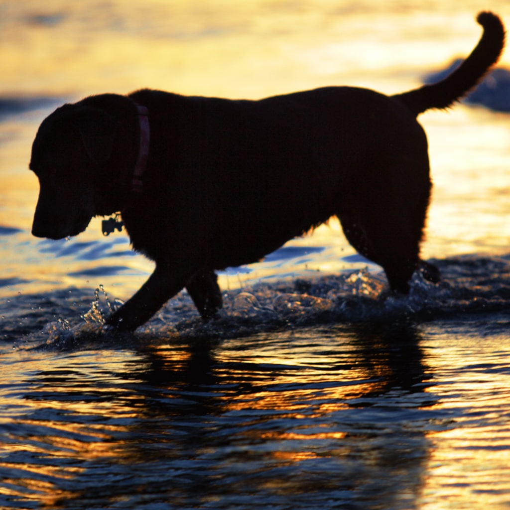 What Does One Dog Year Is Equal To Seven Dog Years Mean?