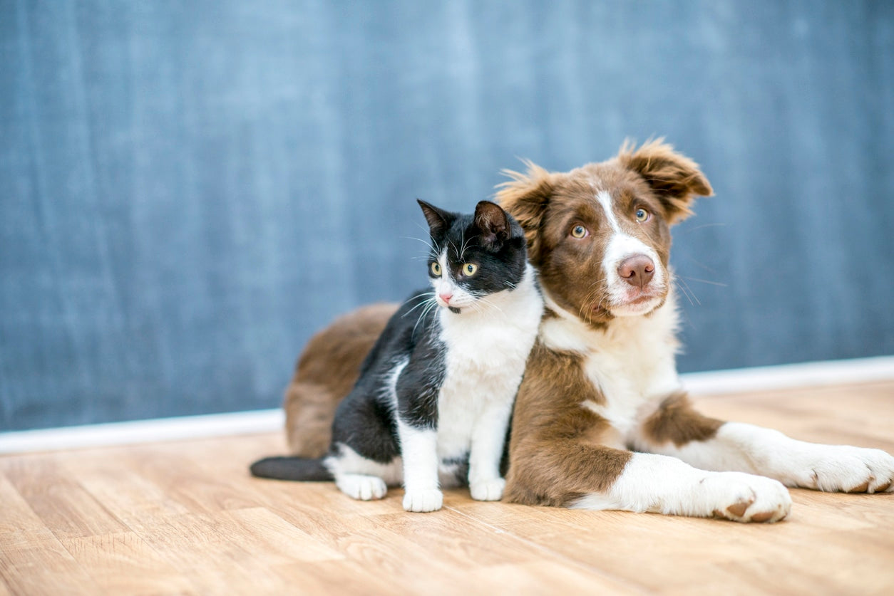5 Tips to Make Your Dog and Cat Get Along