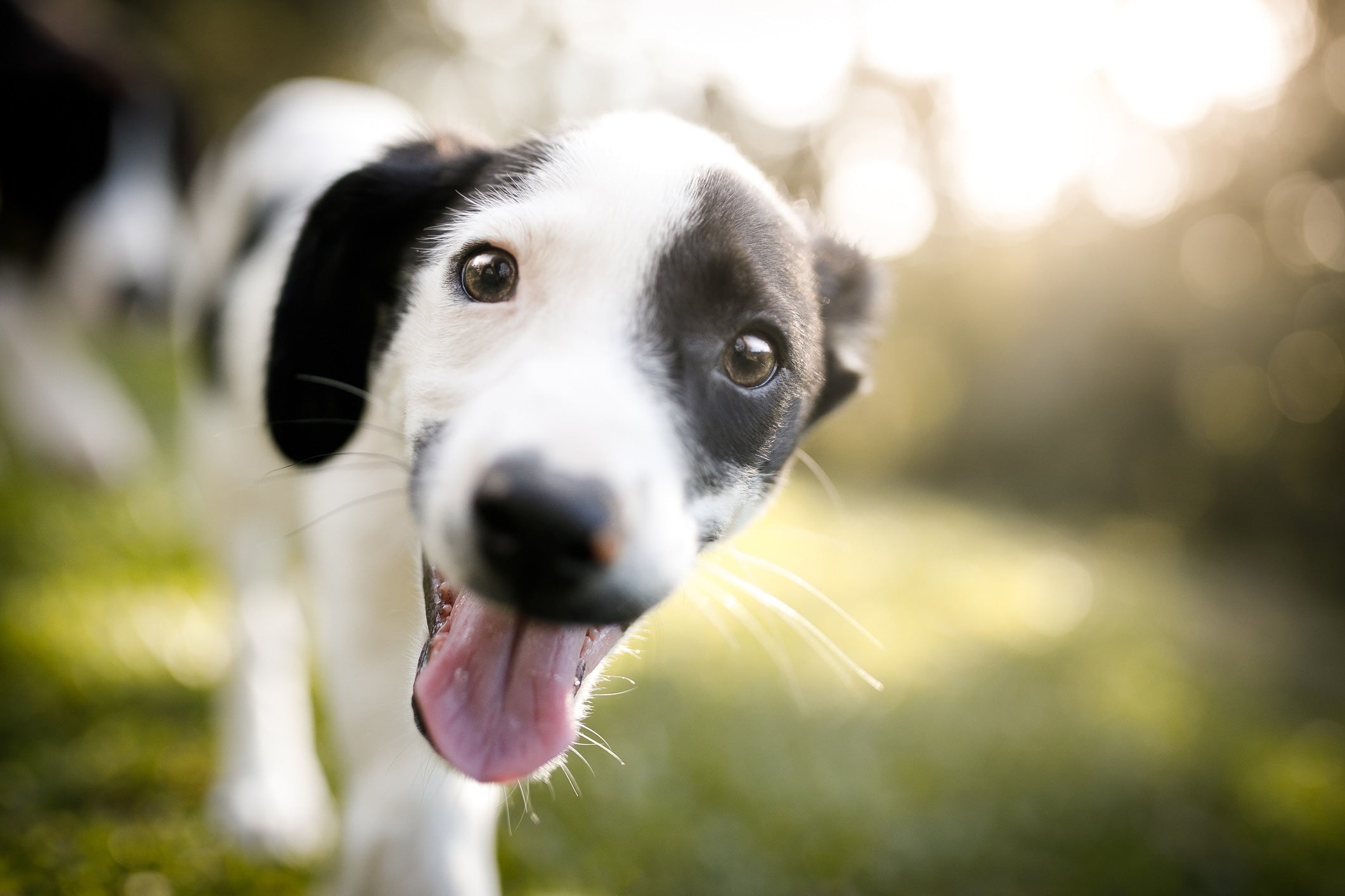 Do Dogs Actually Smile - How to Keep Your Dog Happy