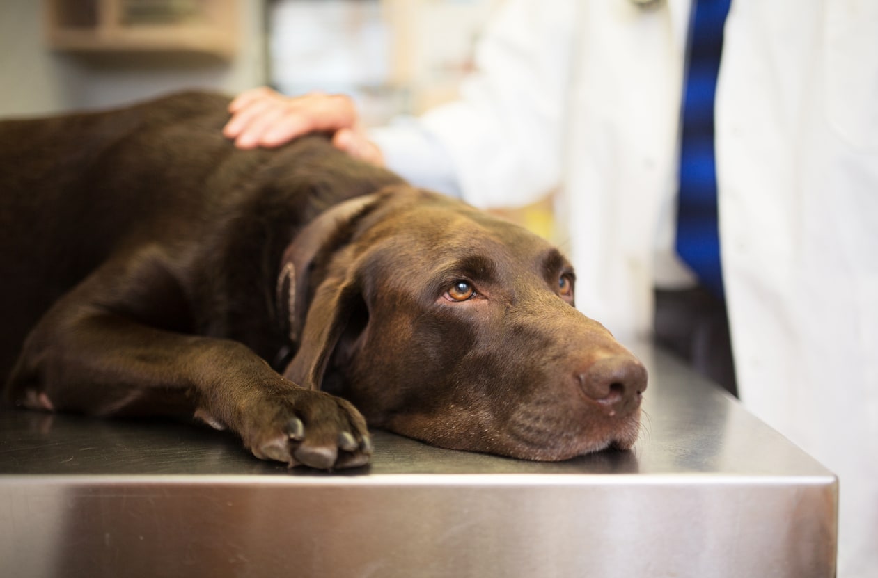 How to Prepare for a Dog’s Death