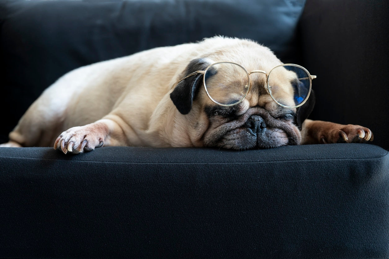 Everything You Need to Know About a Dog’s Eyesight