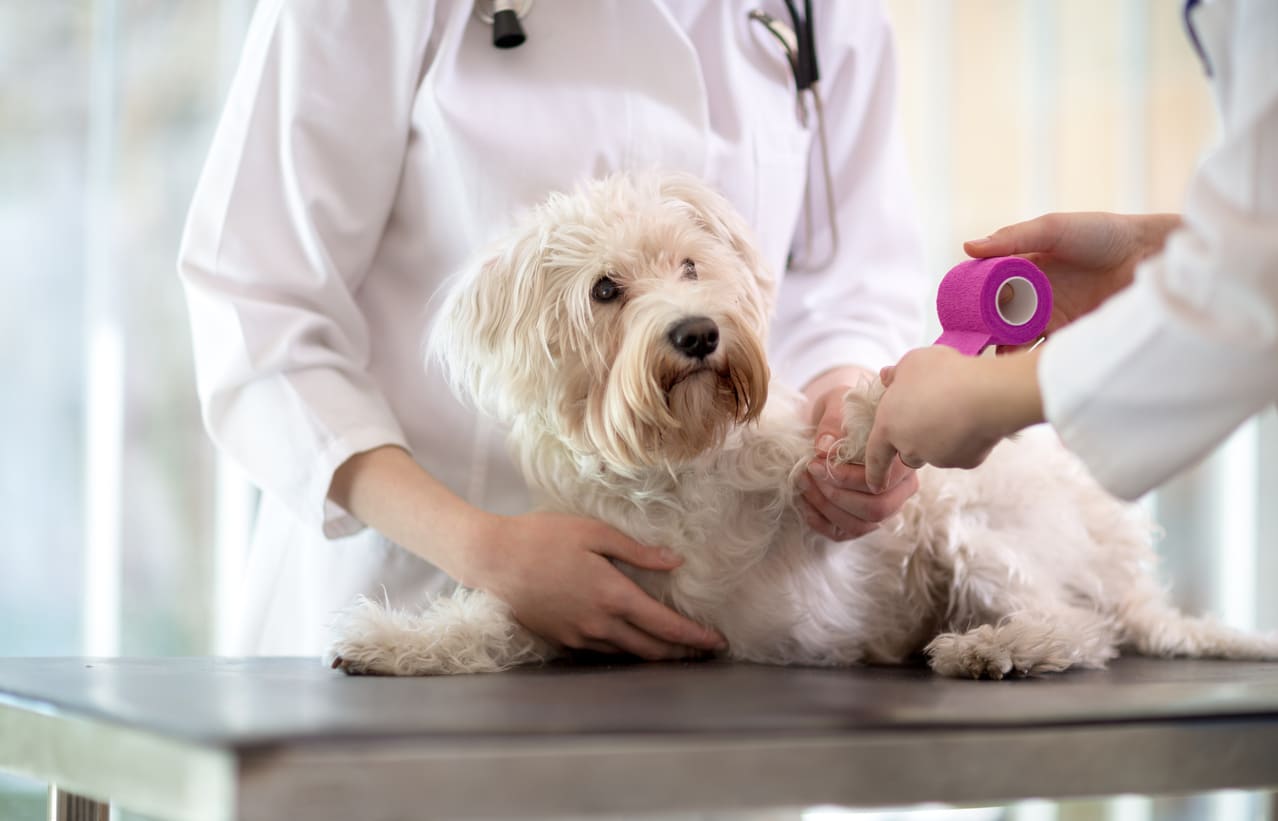 5 Things You Need to Know About a Dog’s First Aid