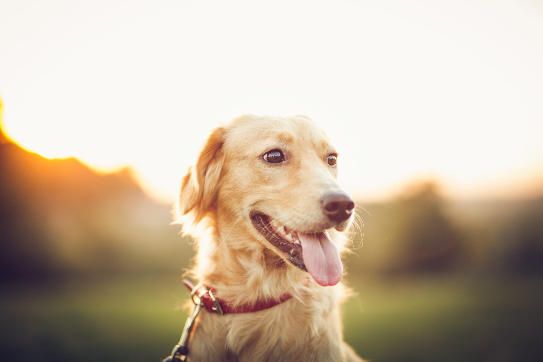 Dogs Can Differentiate Between Familiar and Unfamiliar Human Languages