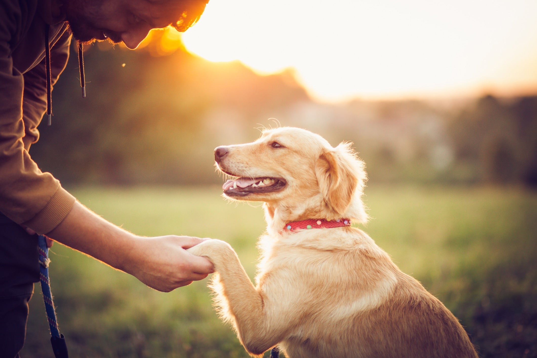 How Dogs Make You Healthier