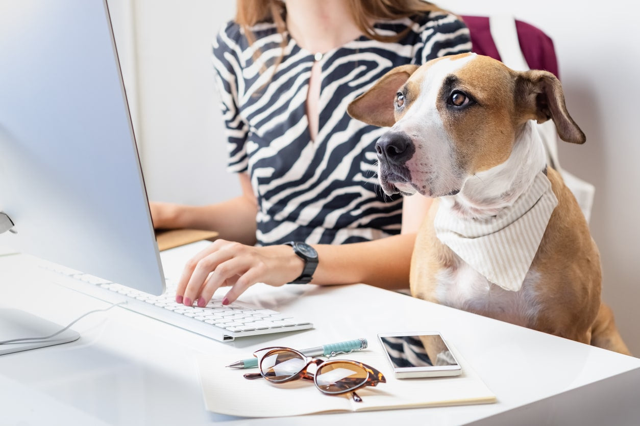 How Good is a Dog’s Memory?