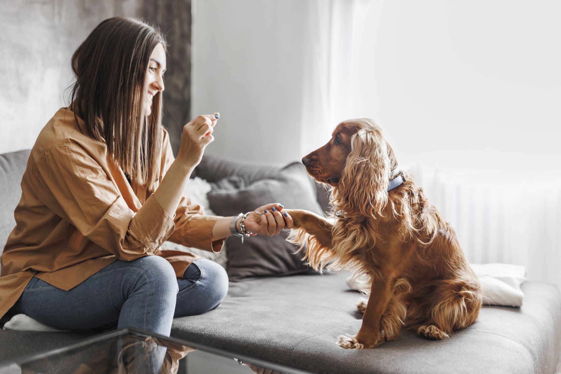 The Dogs Most Likely to Show Mental Decline with Age