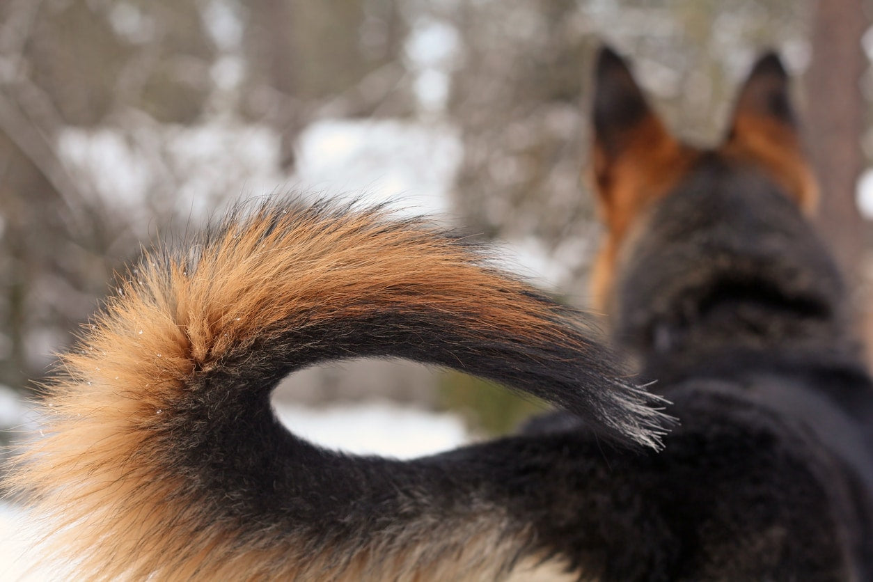 Why Dogs Have Tails?