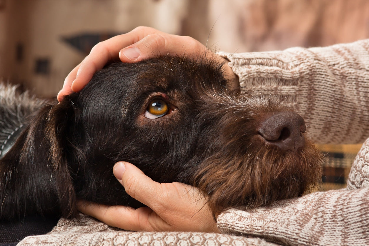 How dogs can help with your mental and physical health