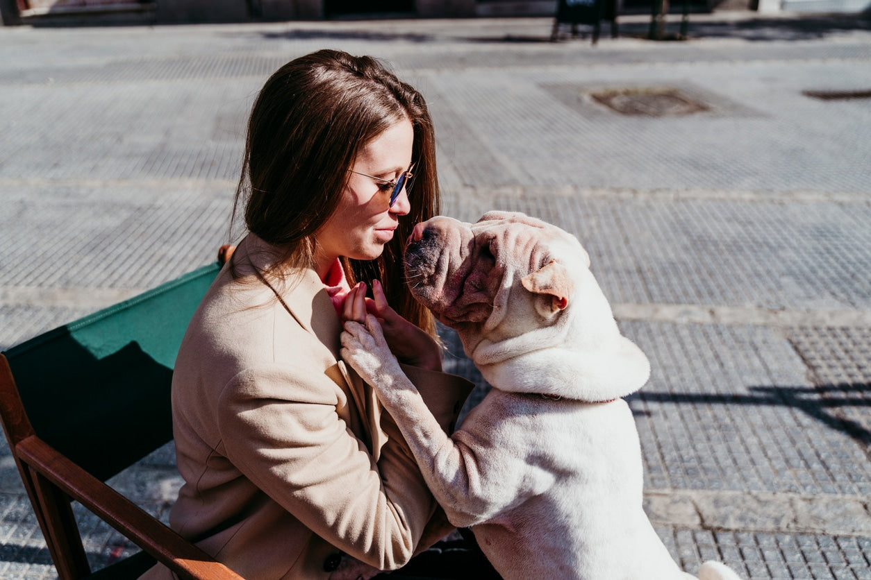 Do Dogs Need Sunlight for Vitamin D? Everything You Need to Know.