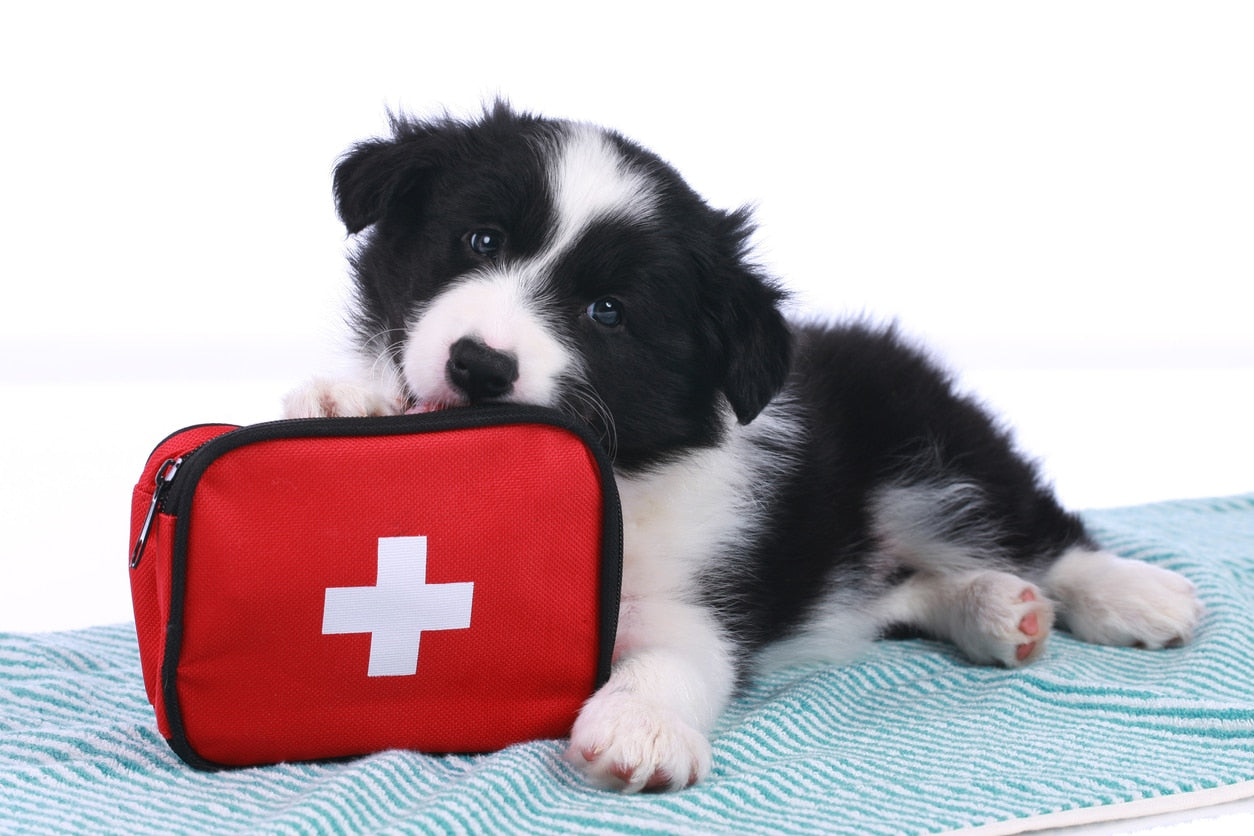 Taking Your Dog to an Emergency Vet - Everything You Need to Know