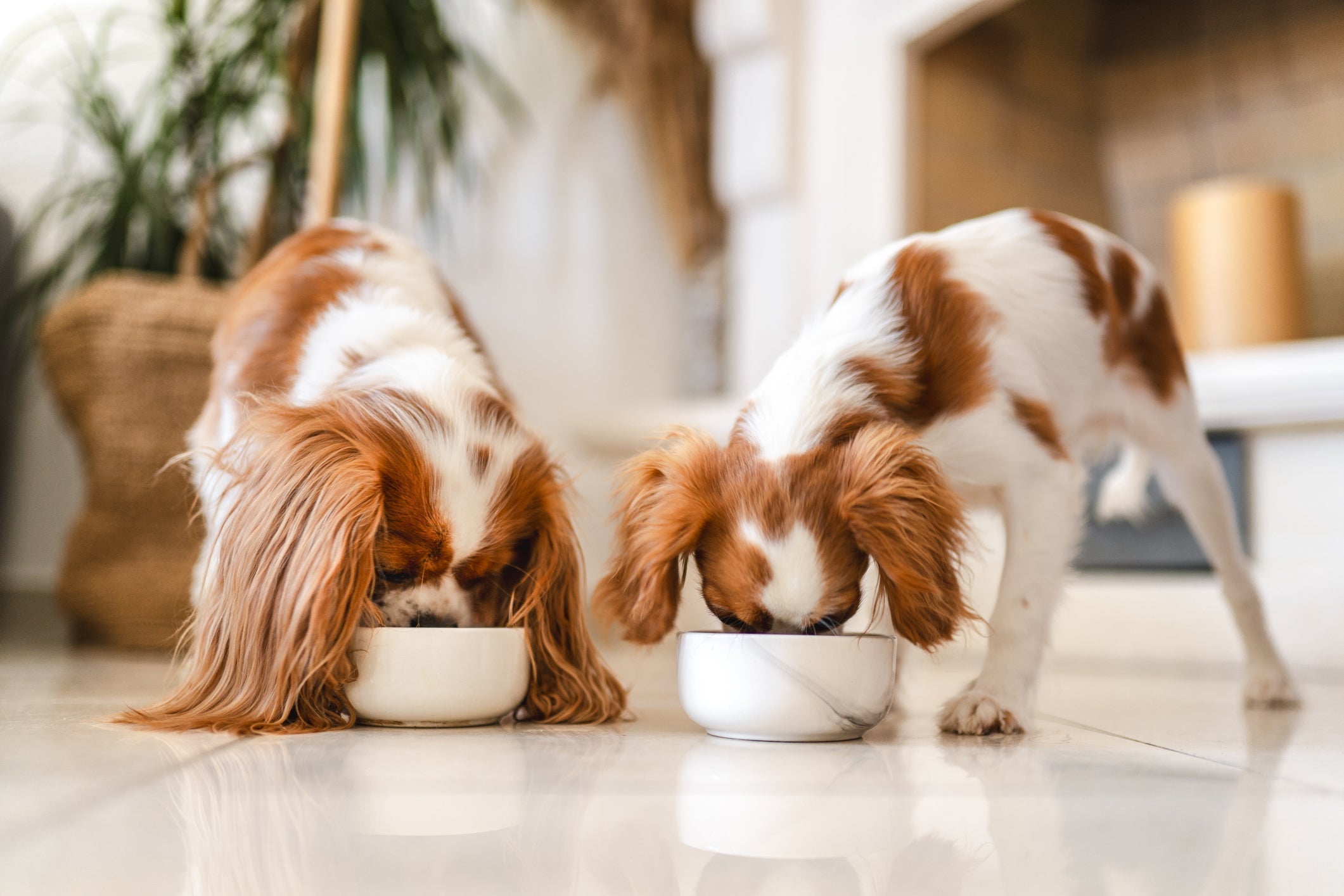 Dogs getting essential nutrients 