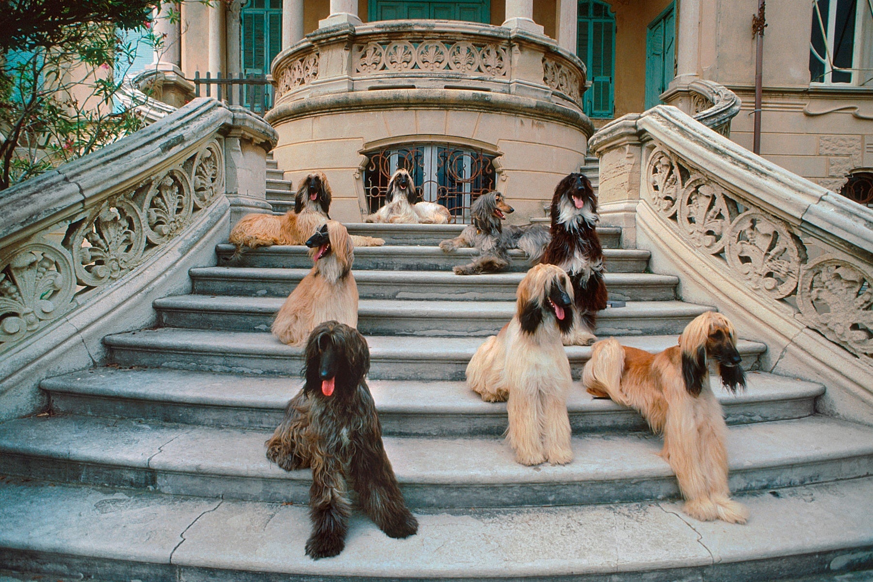 12 Most Expensive Dog Breeds in the World
