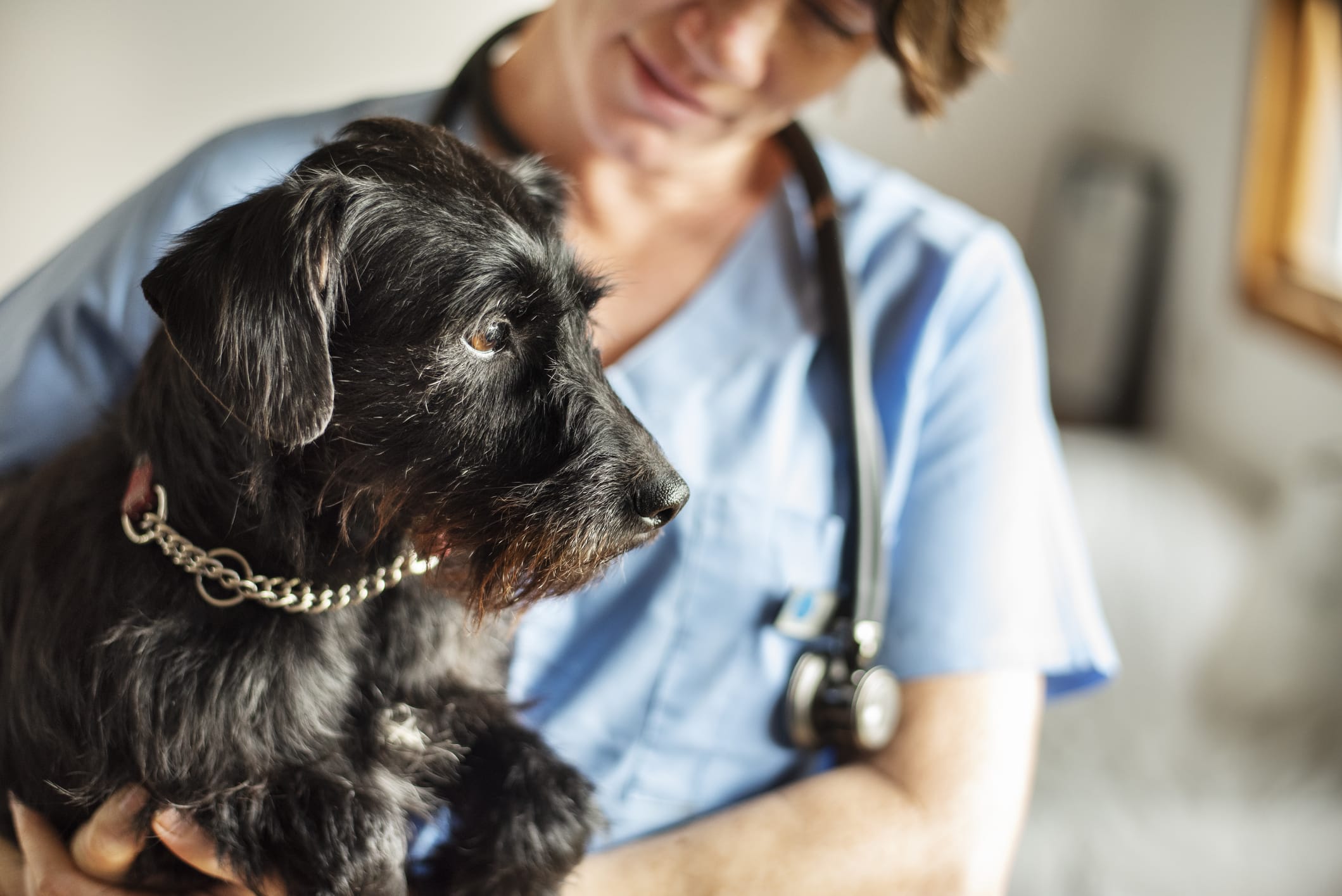 8 Famous Vets All Pet Lovers Need to Know