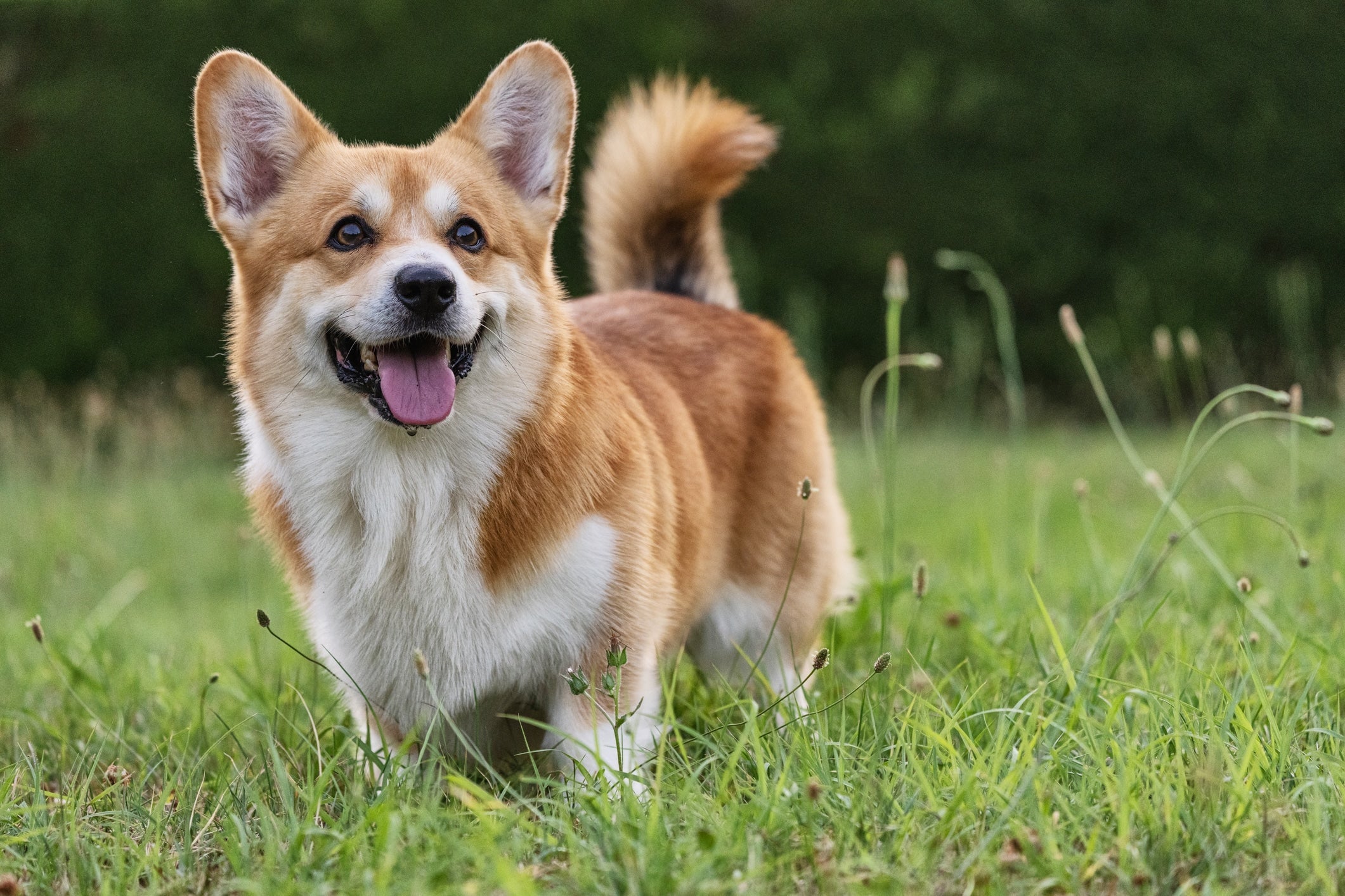 Famous politicians and their pooches