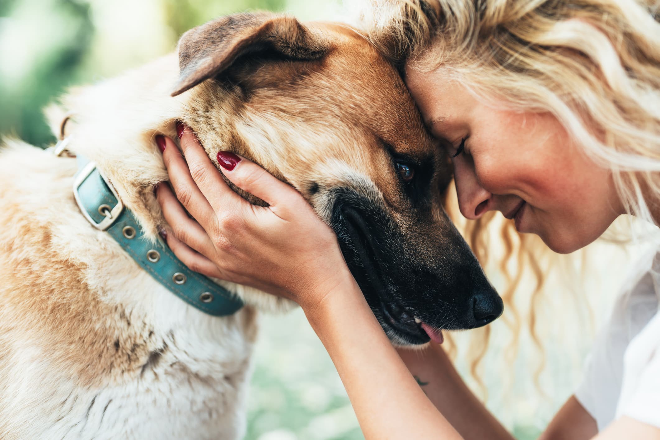 Find Your Dream Dog: Shelter Dog Temperament Testing