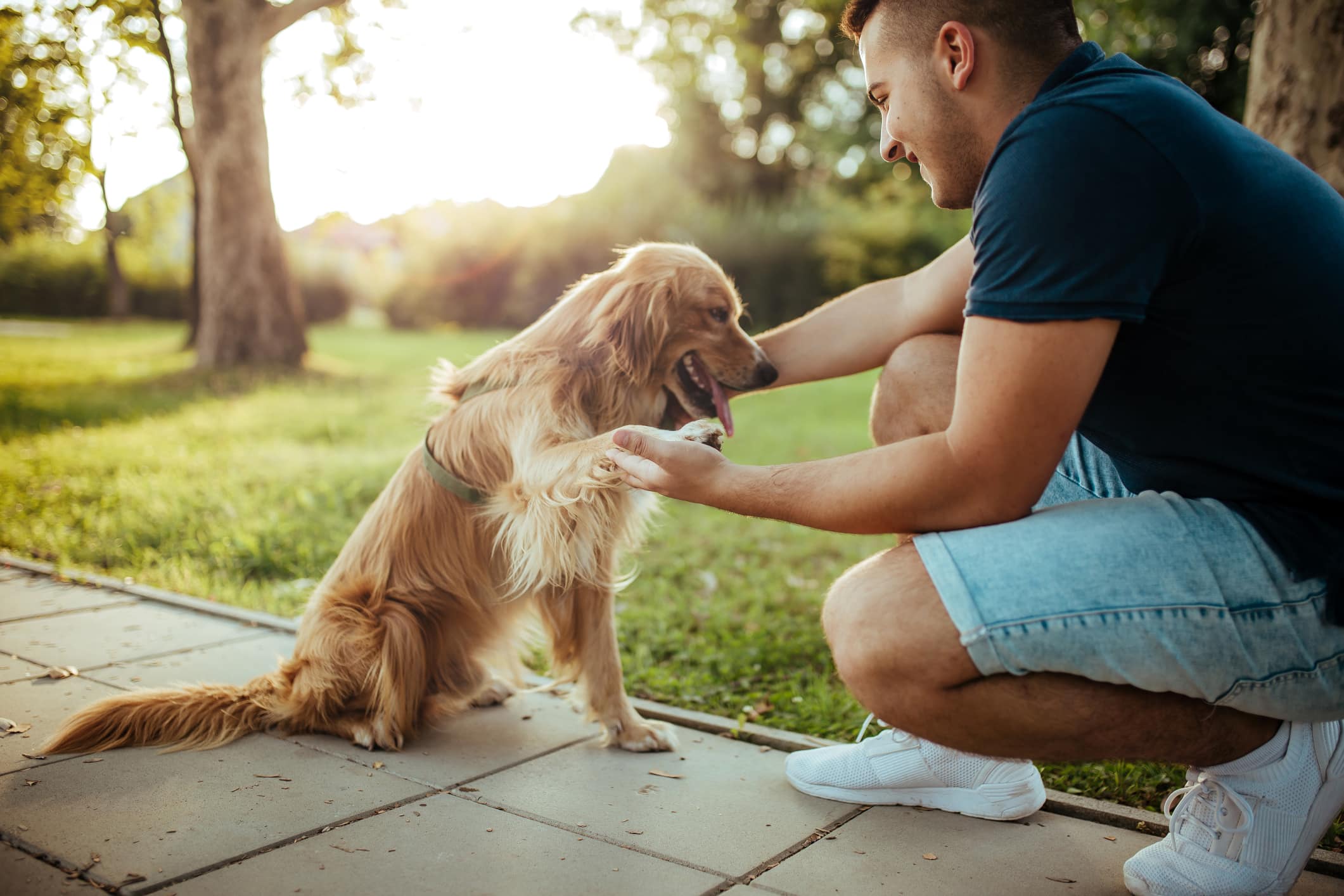 Tips for Your First Dog Show