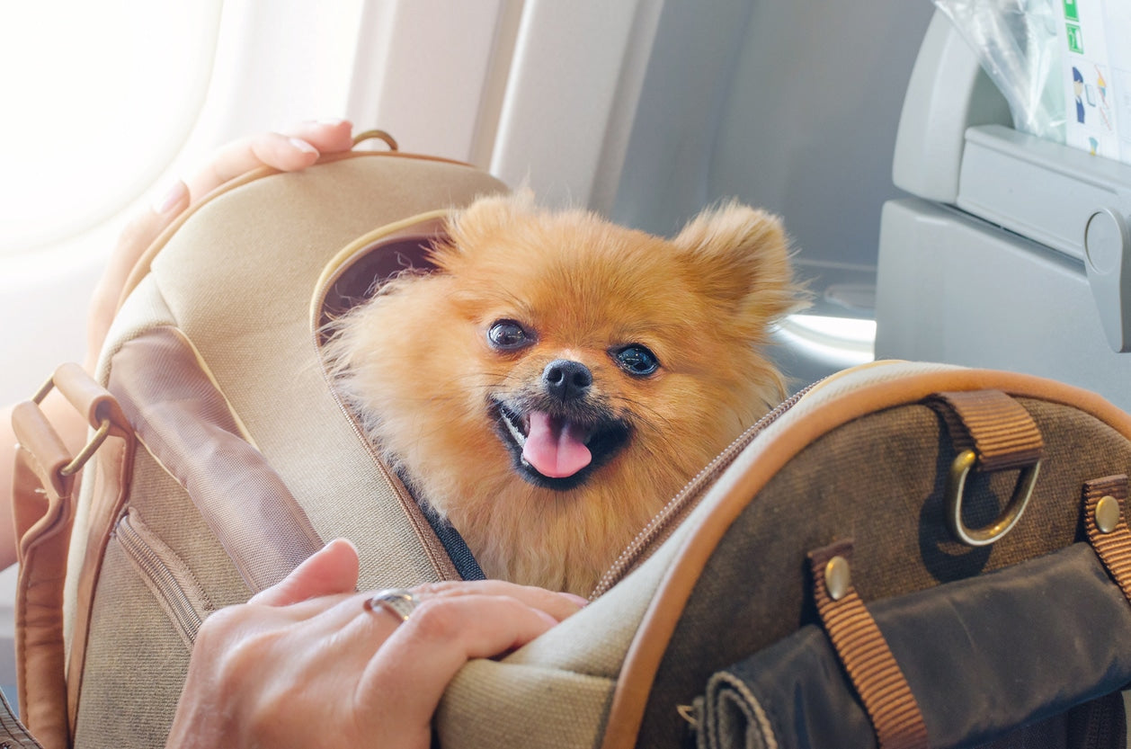 Everything to Know About Flying With a Dog