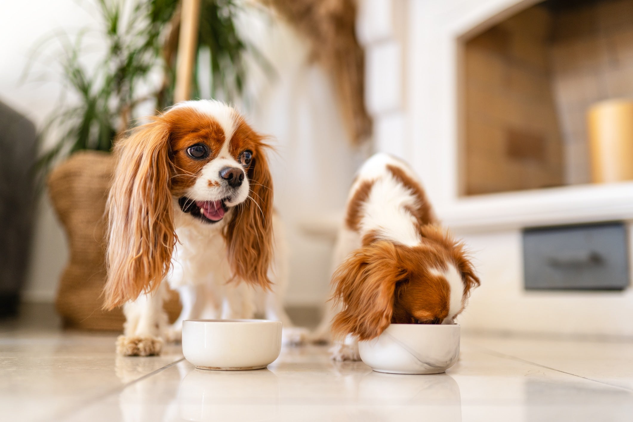 Food Not To Feed Your Dog: A Comprehensive Guide for Responsible Dog Owners
