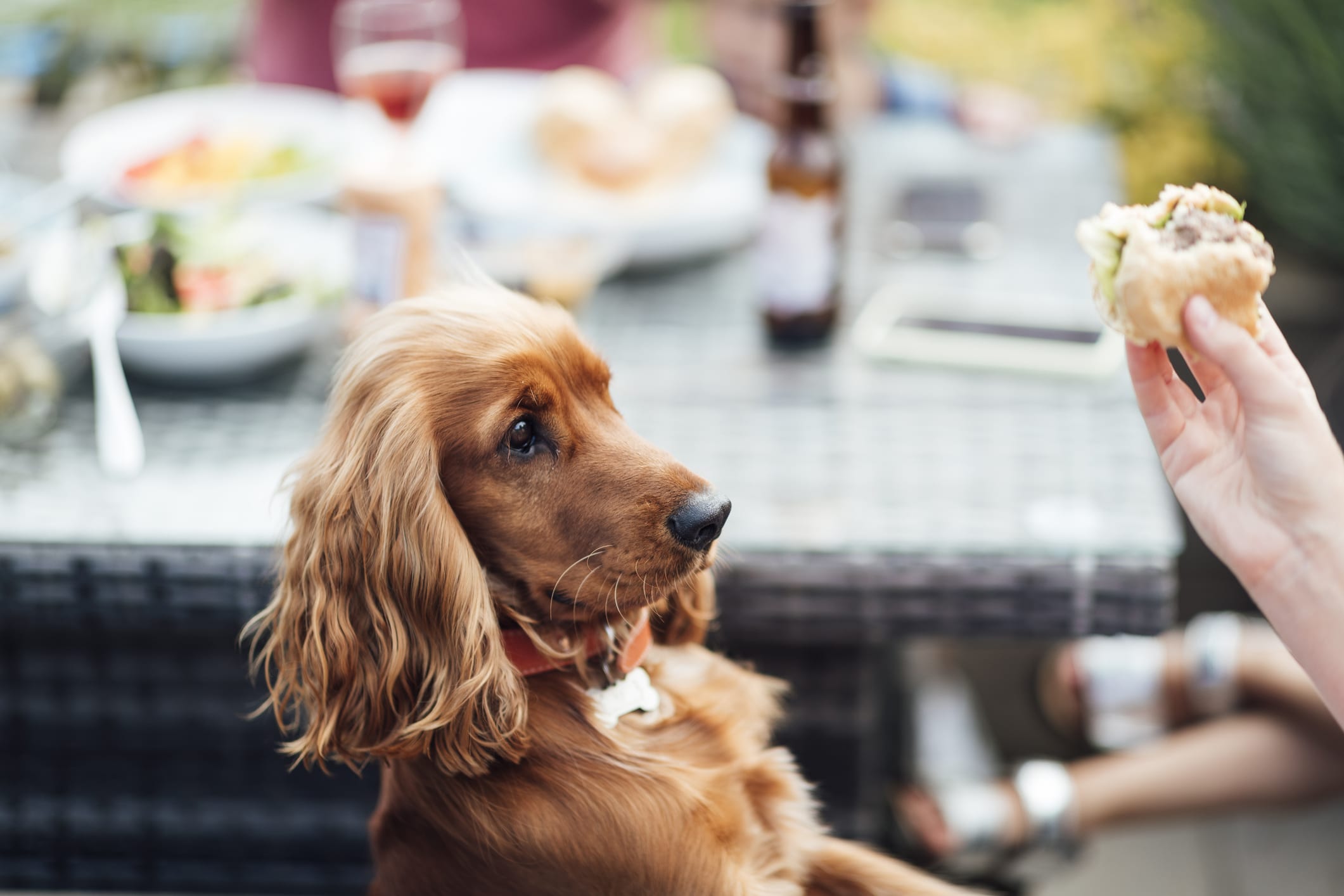 Best and Worst Foods for Your Dog