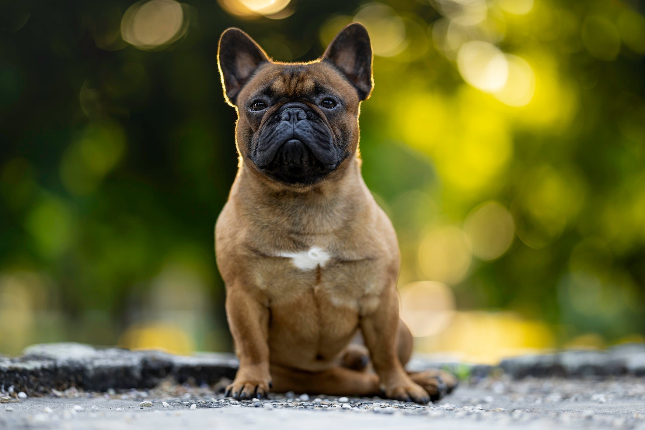 Pugs and Bulldogs: What You Need to Watch Out for With Stubby Muzzle Breeds