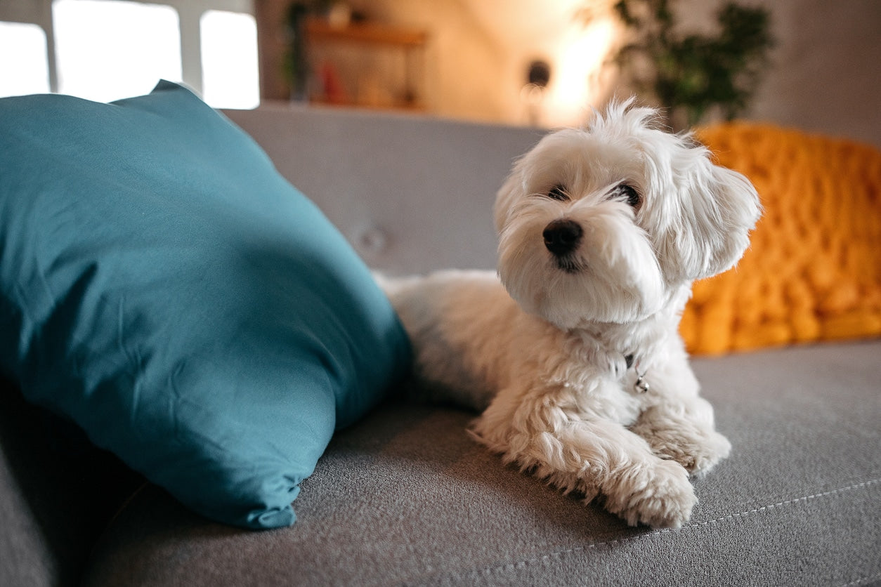 Which Furry Companion Matches Your Personality?