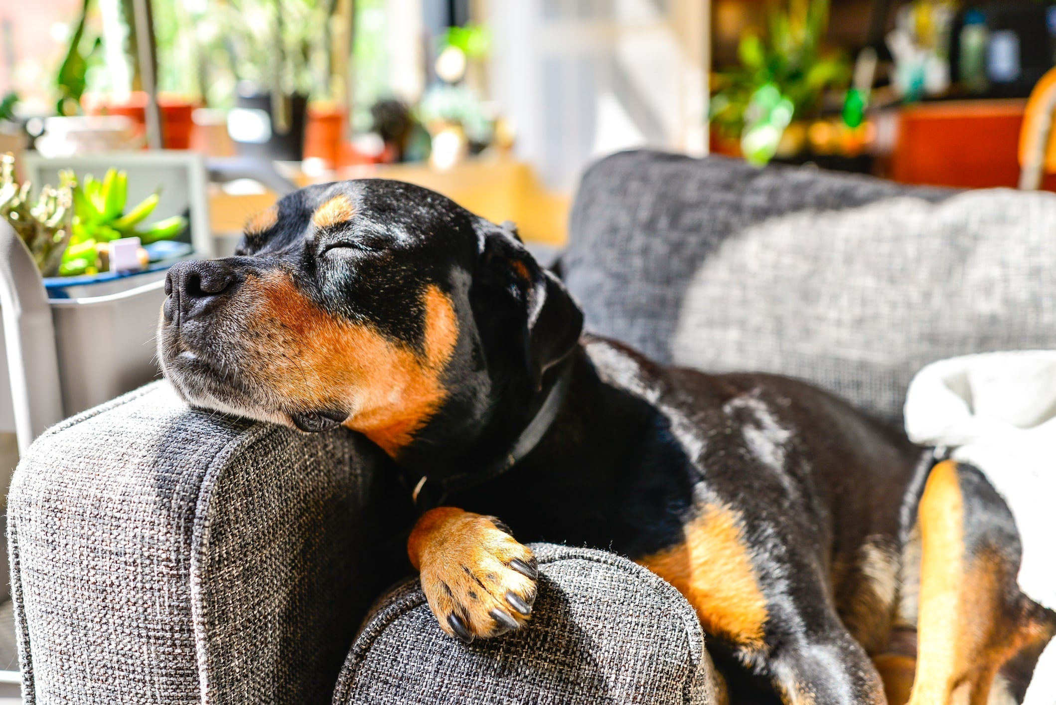 6 Best German Dog Breeds of German Origin