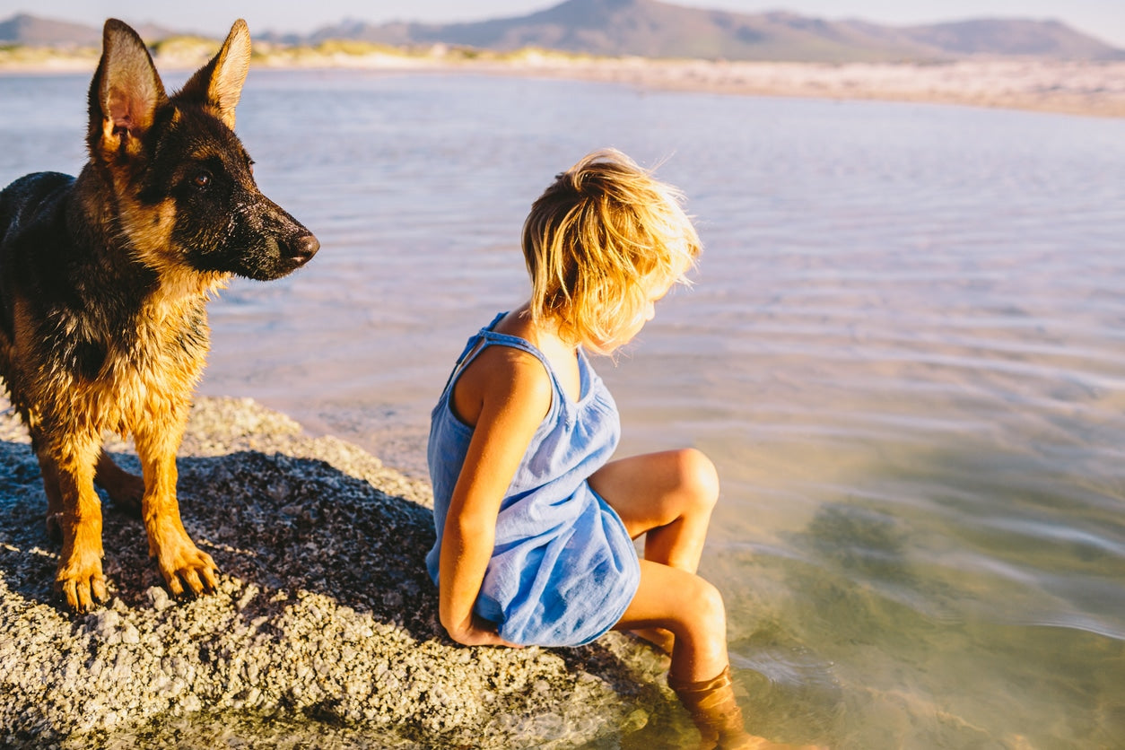 Is it Wise to Adopt a German Shepard if You Have Babies?