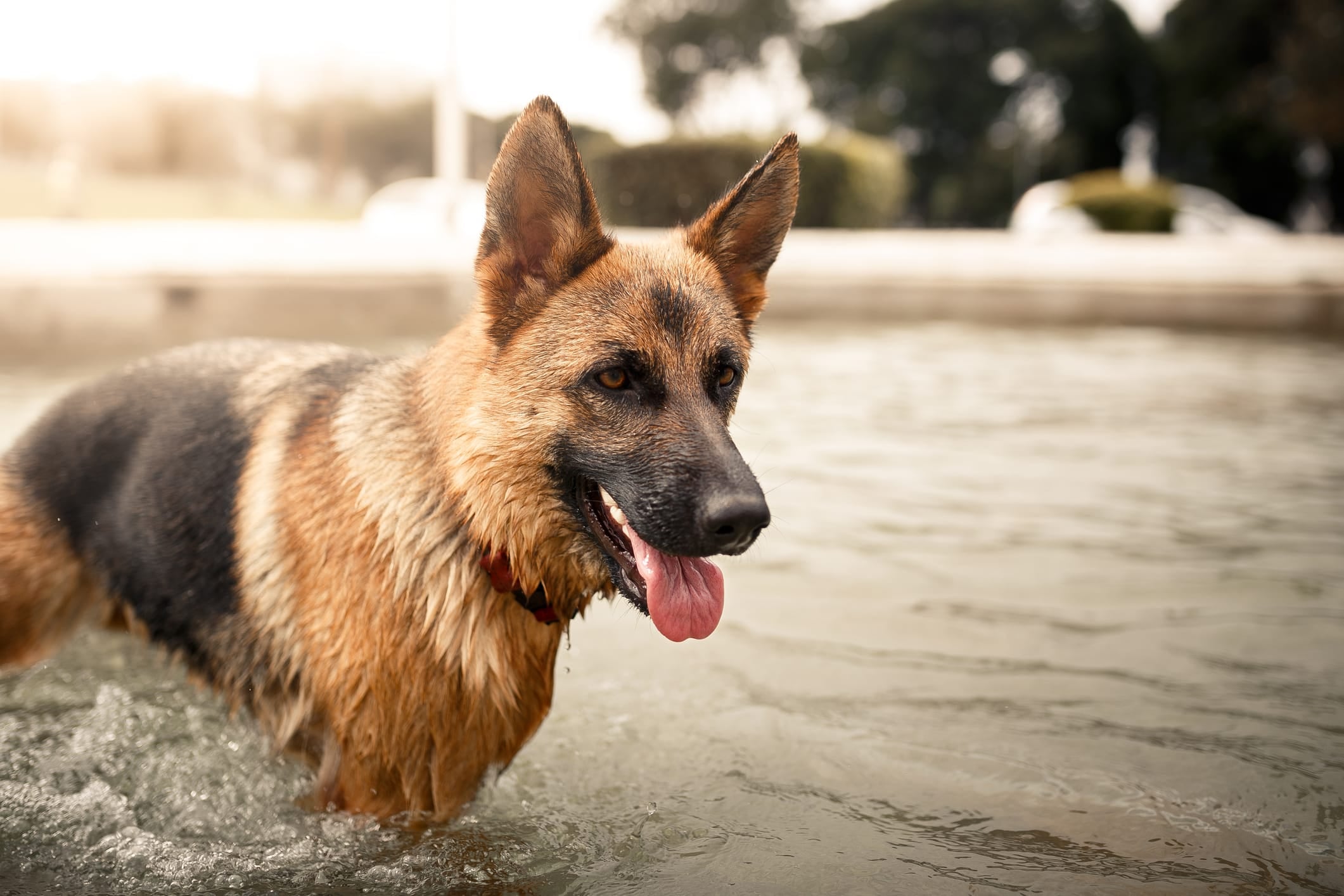 9 Things You Did Not Know About the German Shepherd