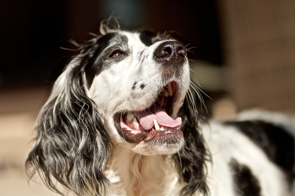 Only Get A Rescue Dog If You Are Ready For The Responsibility