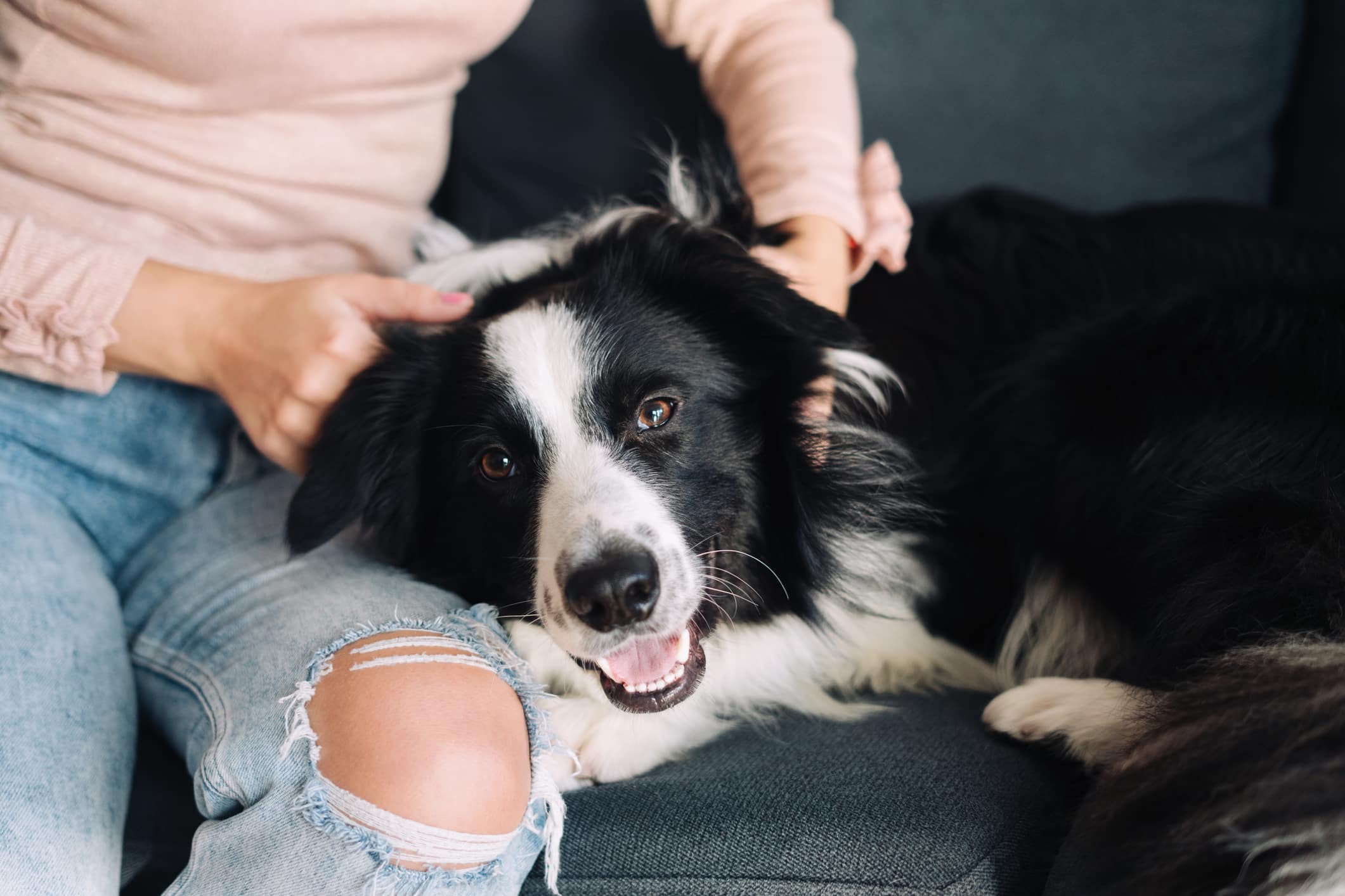 My Dog Has Ticks! | Home Remedies on How to Get Rid of Fleas