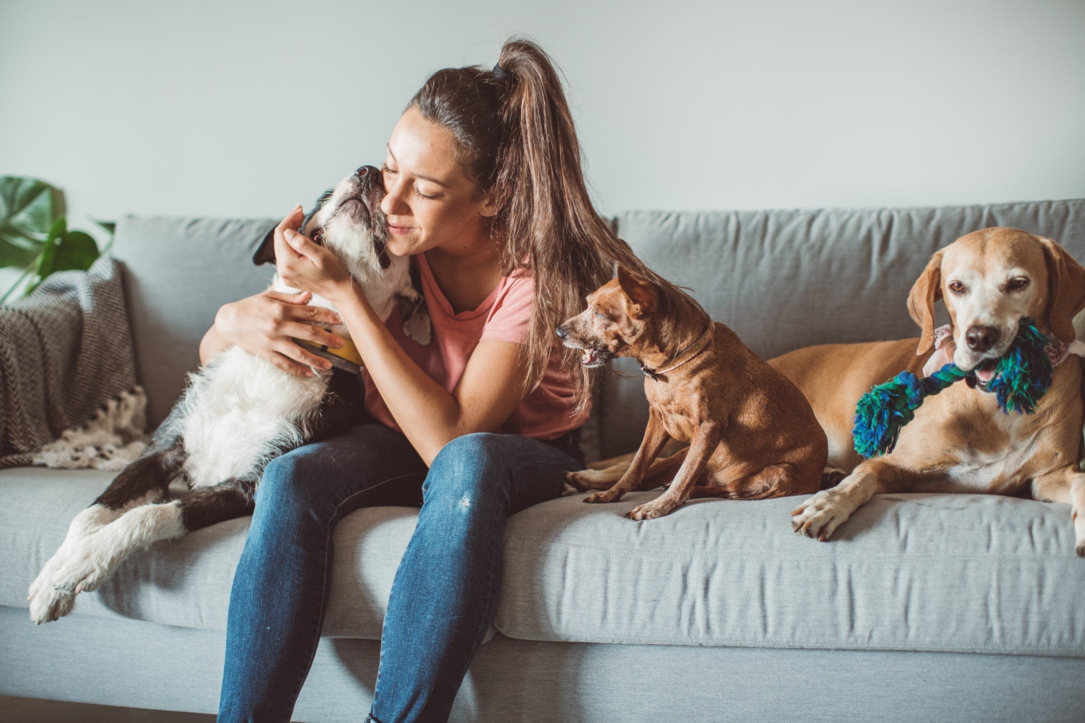 Tips to Find Great Dog Sitter for Your Dog