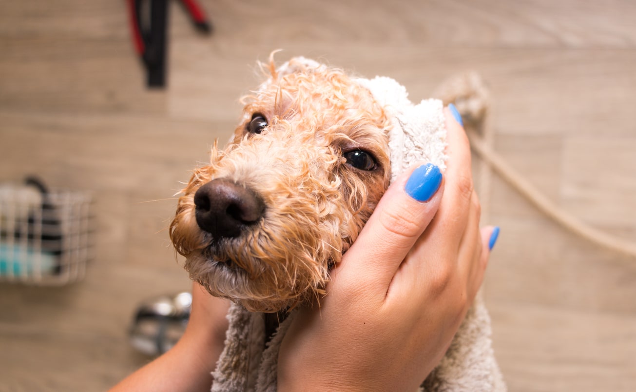 Why Your Dog Acts Strange After a Grooming Session