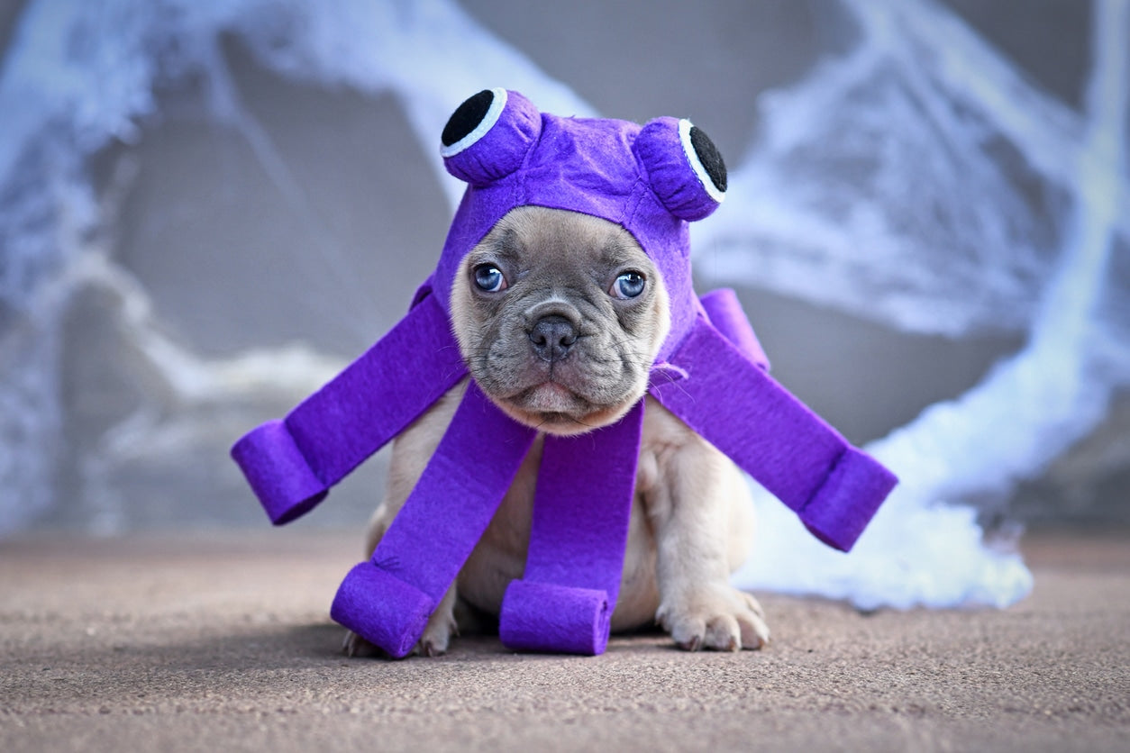 DIY Halloween Costumes for Dogs