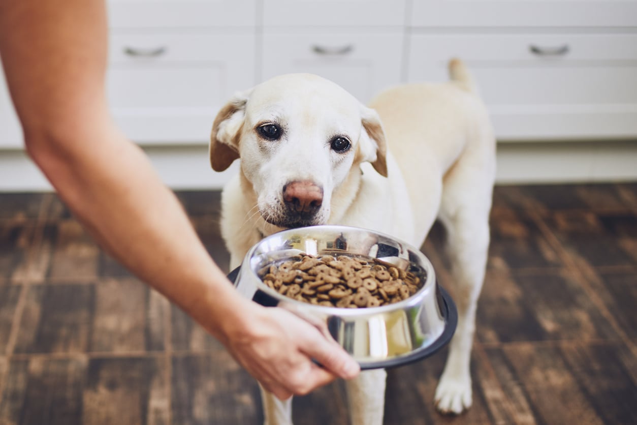 What's the Most Healthy Diet for Your Dog