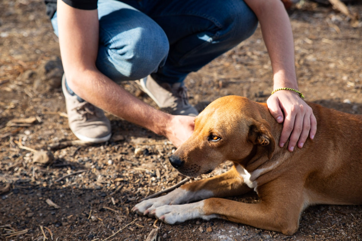 5 Best Life-Saving Heimlich Maneuver Steps for Dogs