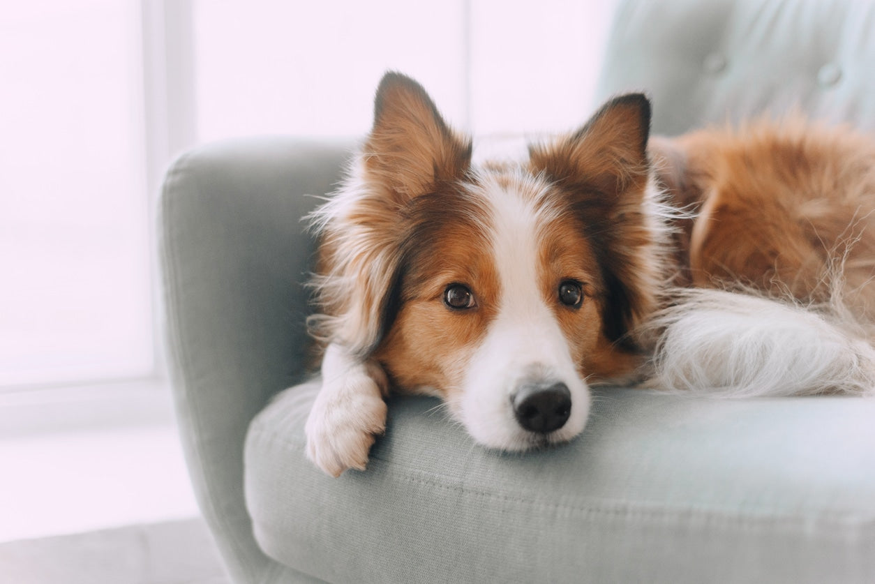 How to Keep Your House Clean With Dogs?