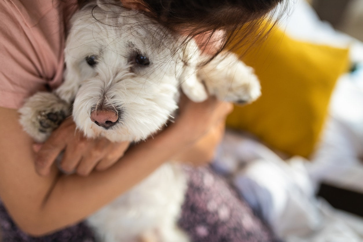 How To Deal With Separation Anxiety In Dogs
