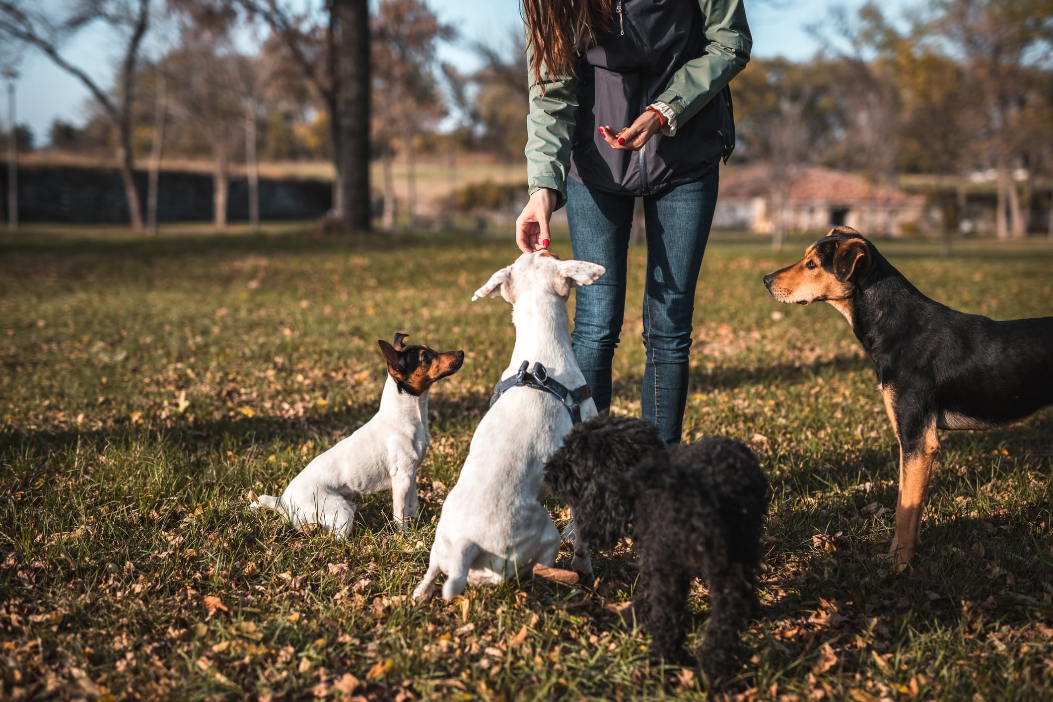 How to Train Your Dog – 6 Tips You Need to Know
