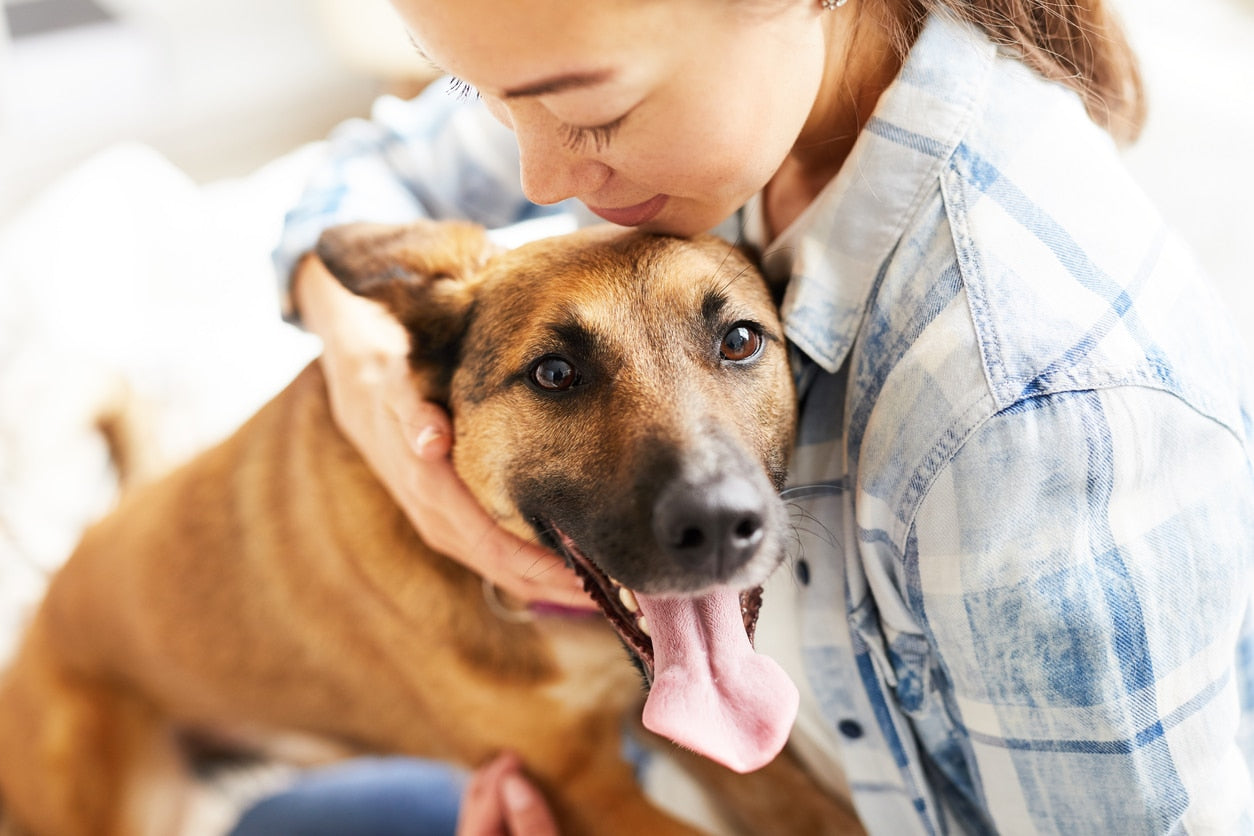 Why Dogs Are Called Human's Best Friends