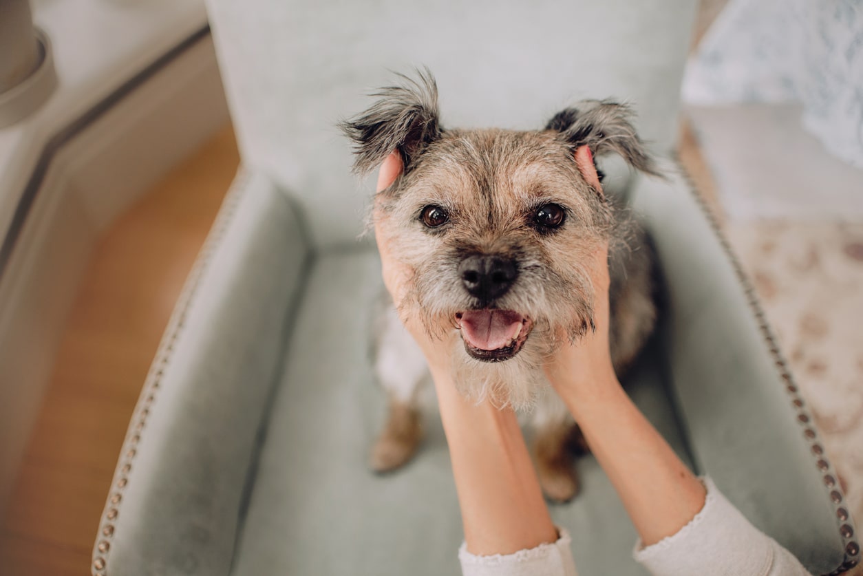 55 Things Your Dog Would Say if it Could Talk