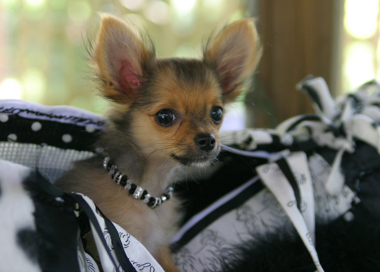 Interesting Facts About Dogs You Probably Didn’t Know