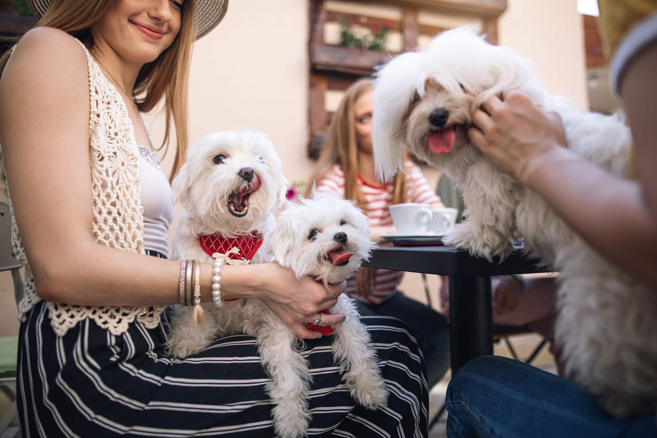 Ways to Get Involved with Pet Owners in Your Community