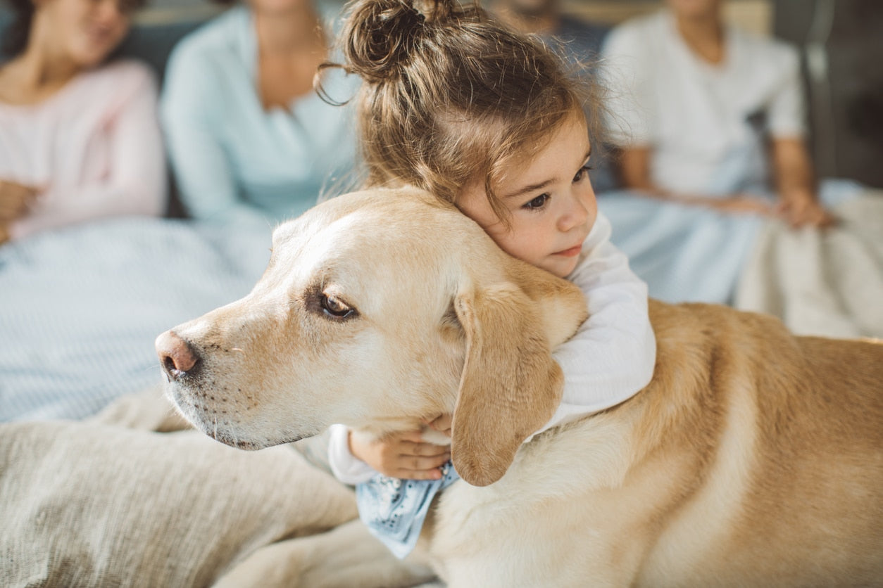 11 Things You Didn’t Know About the Lovable Labrador Retriever