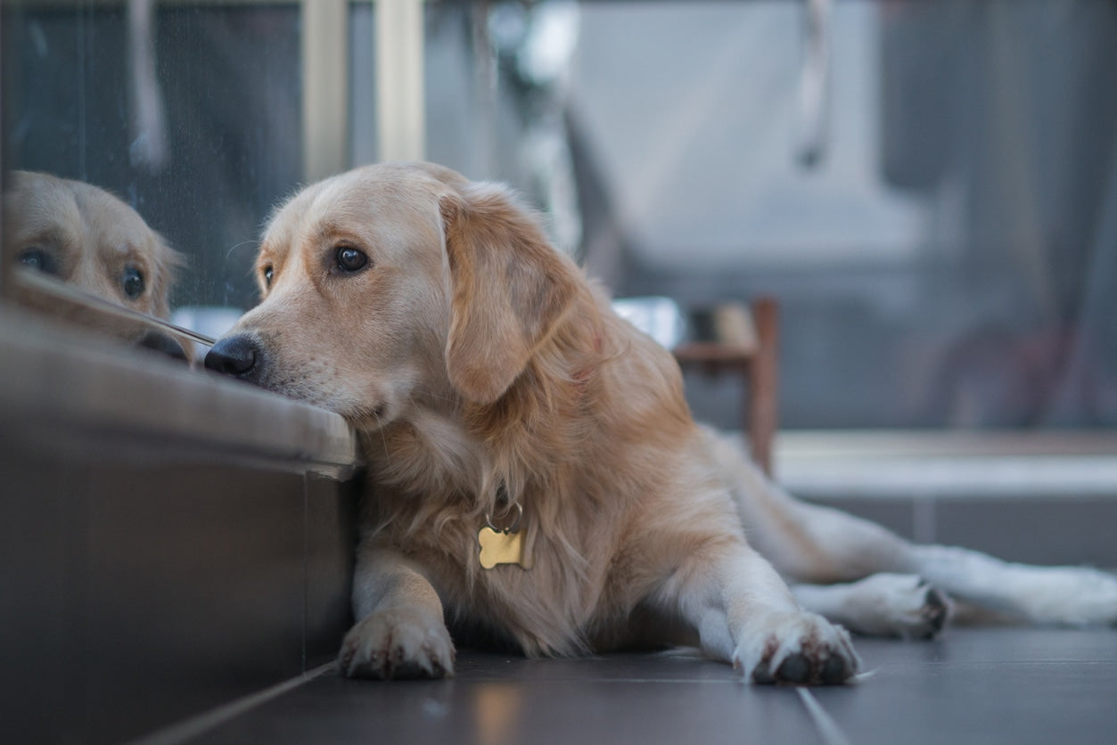Labrador or Golden: Which Retriever Dog Is Better?