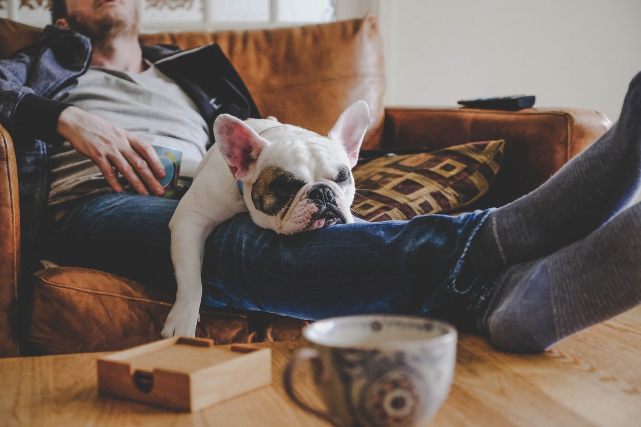 Why is My Dog So Lethargic?
