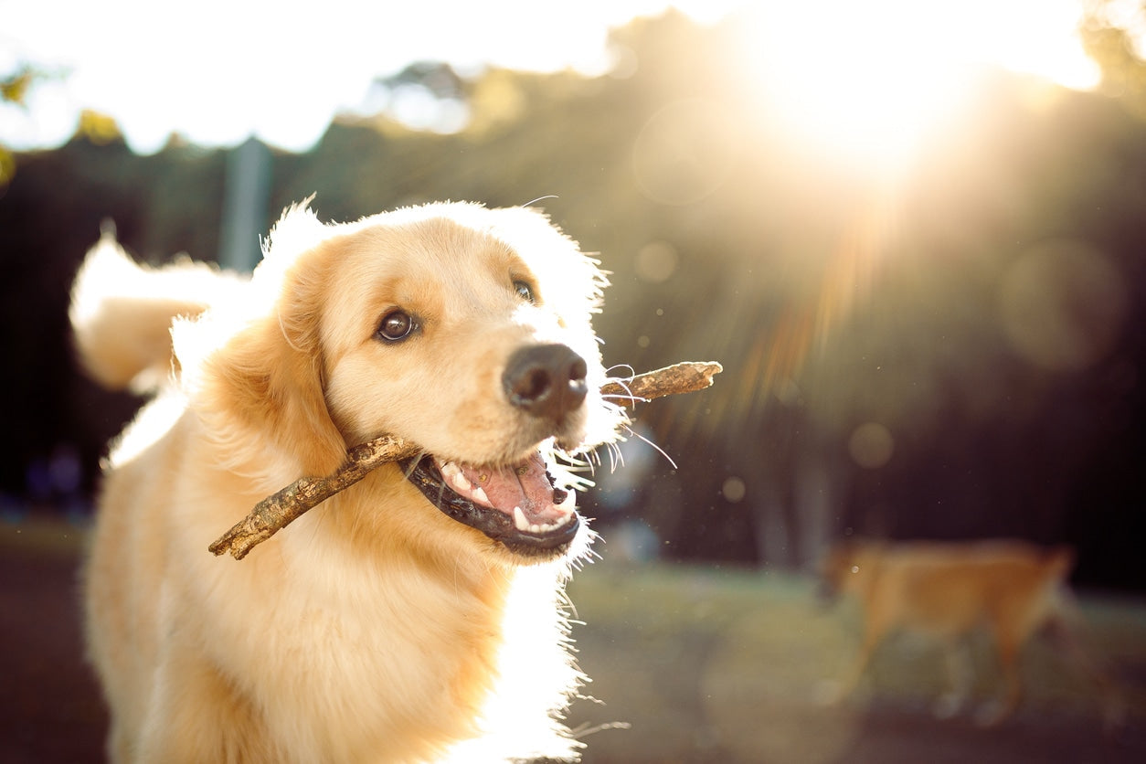5 Life-Lengthening Health Tips For Your Dog