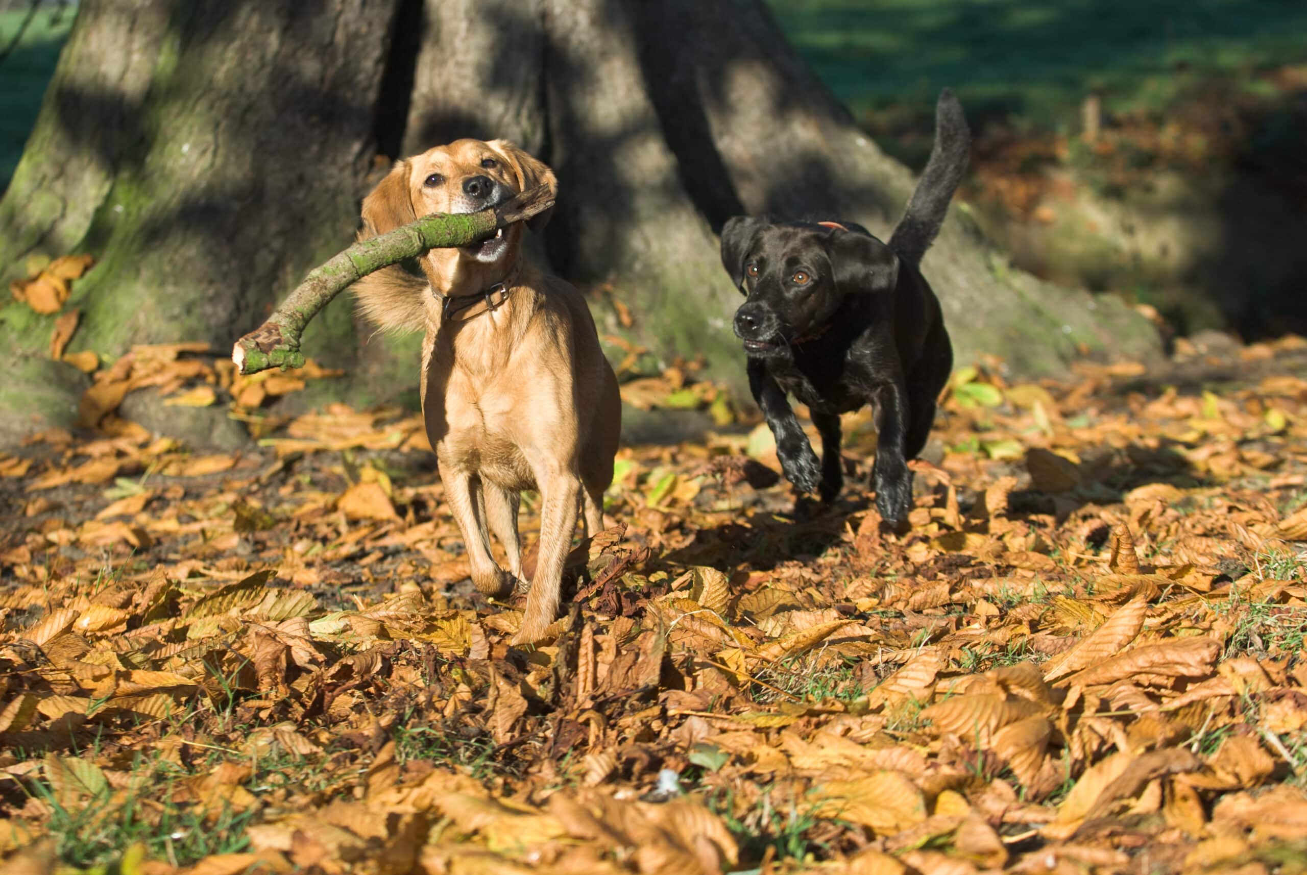 Losing Your Dog: Essential Tips for Pet Owners